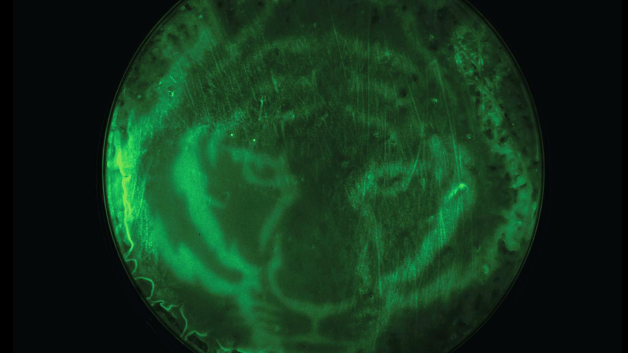 Princeton University researchers invented a method for using light to turn on and off a mechanism in E. coli bacteria that is key to producing valuable chemicals. Here the genetic tool they invented, called OptoLAC, was demonstrated by projecting light in the pattern of a tiger onto a petri dish, which caused only the bacteria exposed to the light to produce a green fluorescent protein. (Image courtesy of Lalwani et al.)