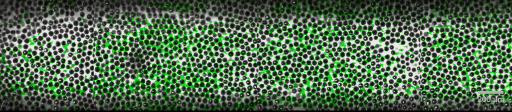 Plastics, shown here as green particles, travel long distances in soil and other porous substances through a process of repeatedly getting clogged and then pushing through. (Image courtesy of the Datta Lab)