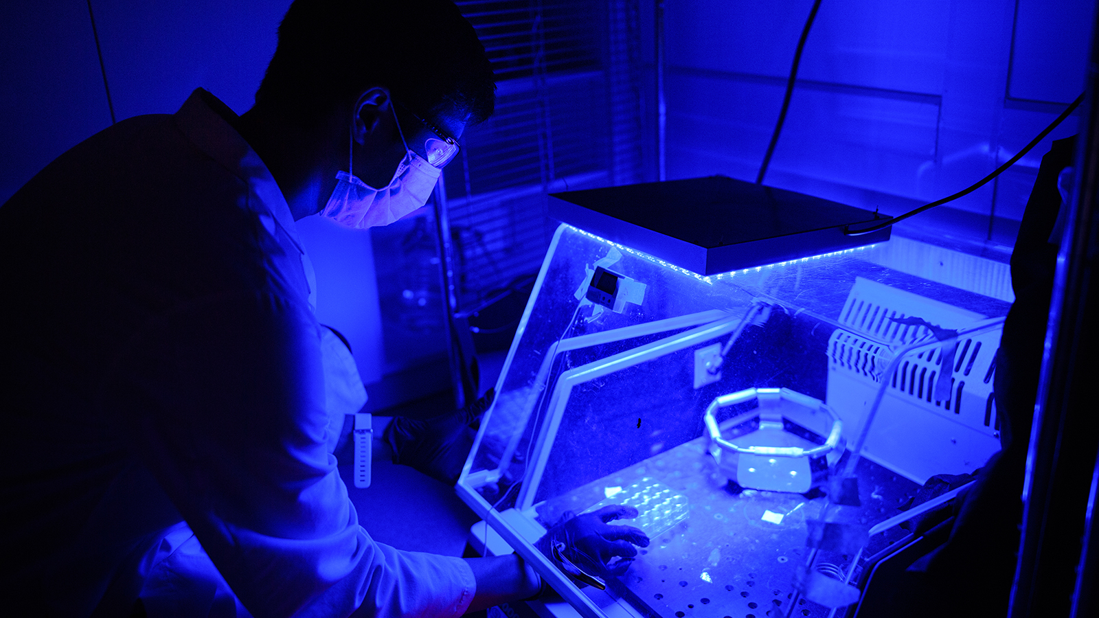 Makato Lalwani works with microbes in the Avalos lab. (Photo by Sameer A. Khan / Fotobuddy)