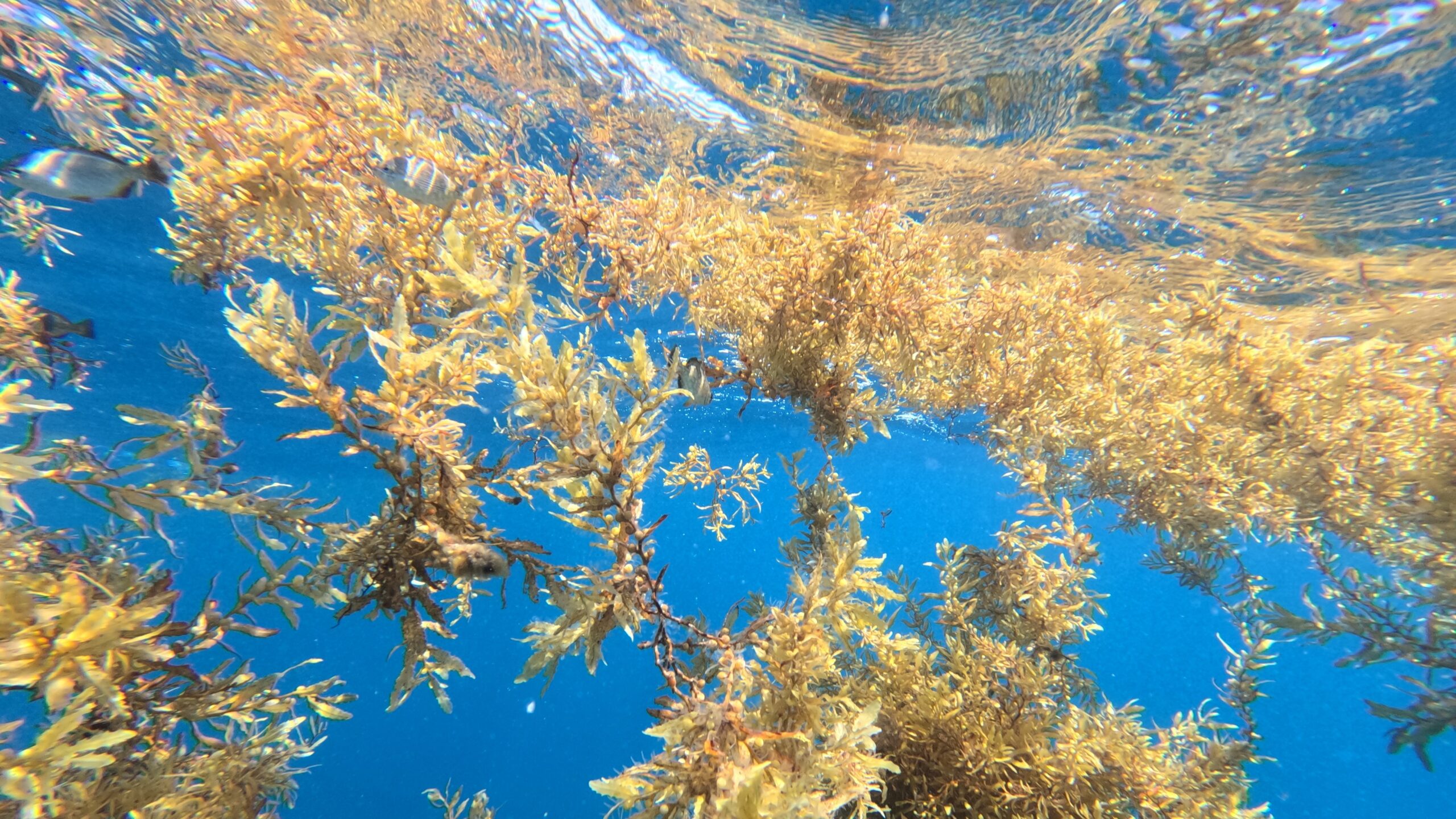 Seaweed in the ocean.