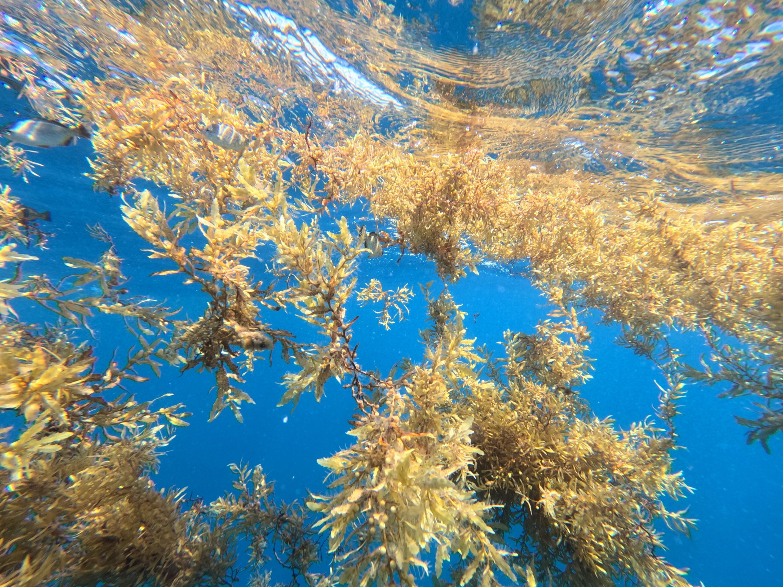 Transforming troublesome seaweed into a feedstock of the future