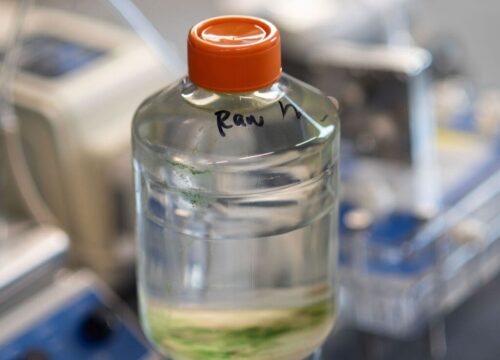 A clear plastic laboratory bottle with an orange top, filled with water and labeled "Raw." A layer of green sediment is visible at the bottom of the bottle.