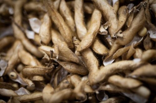A close-up of a pile of dried soybean pods, displaying their fuzzy texture and earthy brown tones.