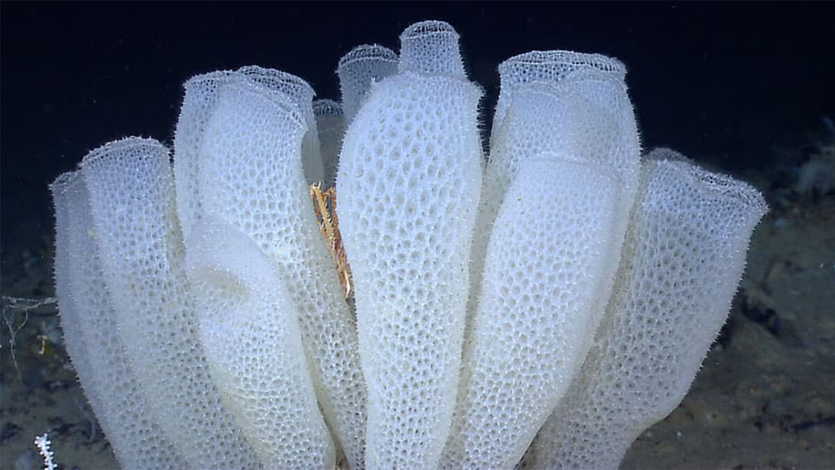 White vase sponges cluster on the ocean floor, displaying a delicate, porous texture. 