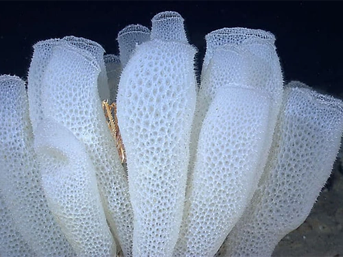 White vase sponges cluster on the ocean floor, displaying a delicate, porous texture.