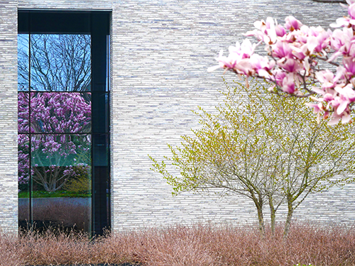 Andlinger Center window and spring trees blossoming
